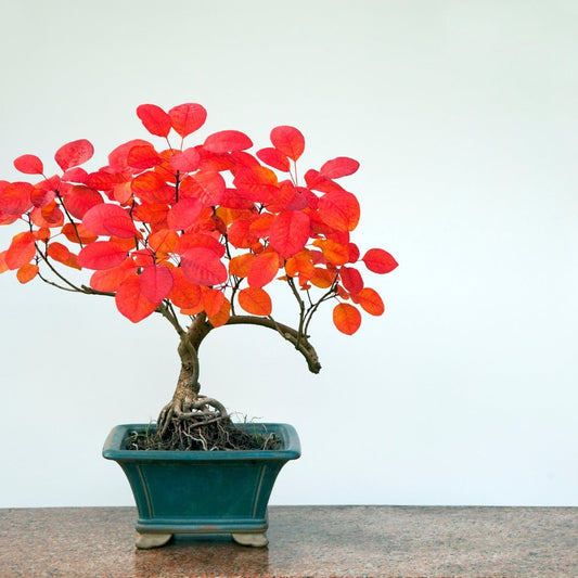 Learning Basic Bonsai Care - Bonsai-En