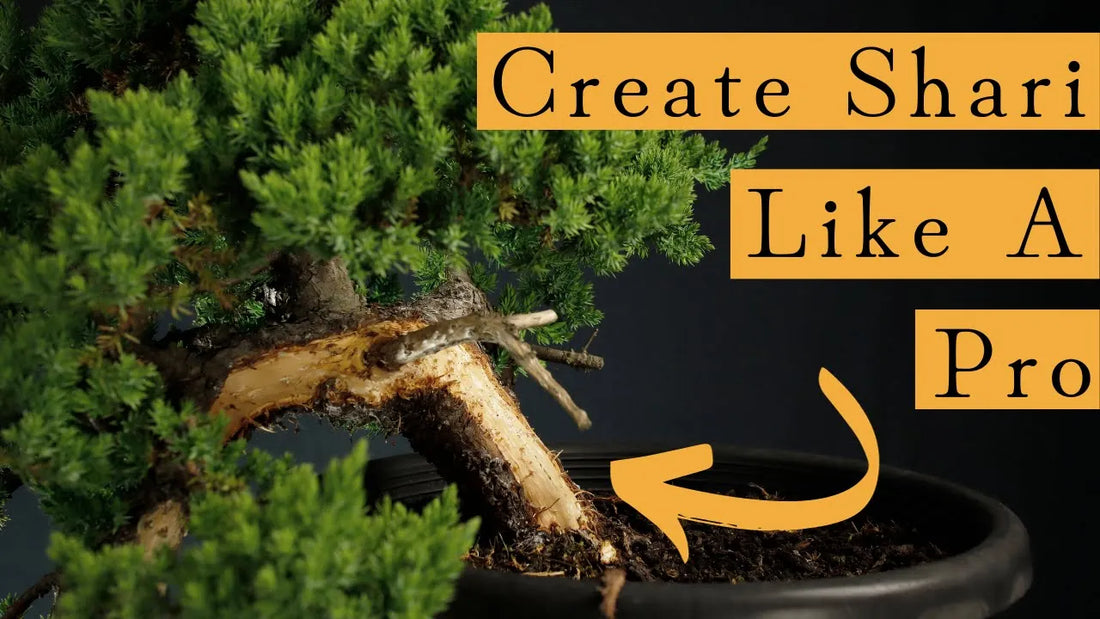 Shari On Juniper Bonsai