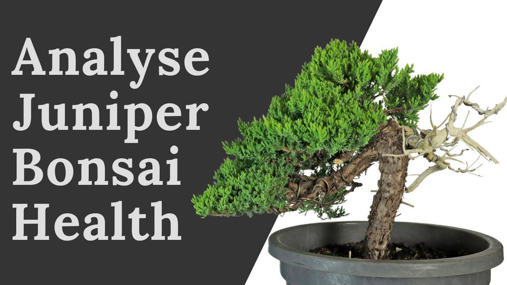 Uncover the Secrets: How to Diagnose a sick Juniper Bonsai  Bonsai-En