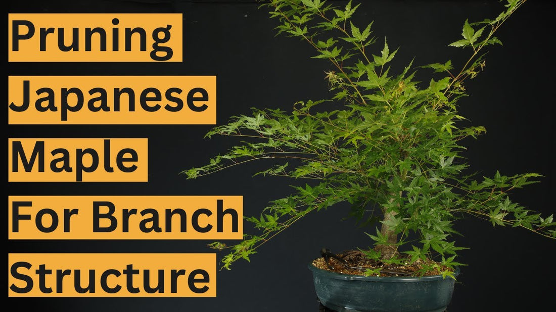 Pruning Japanese Maple Bonsai