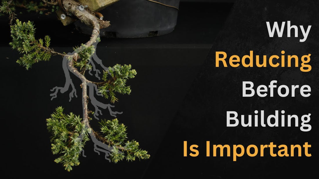 branch structure on juniper