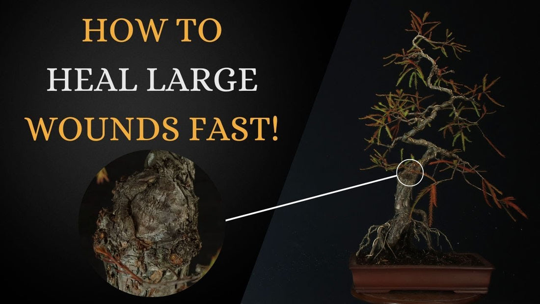 Healing Swamp Cypress Wounds Video