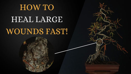 Healing Swamp Cypress Wounds Video