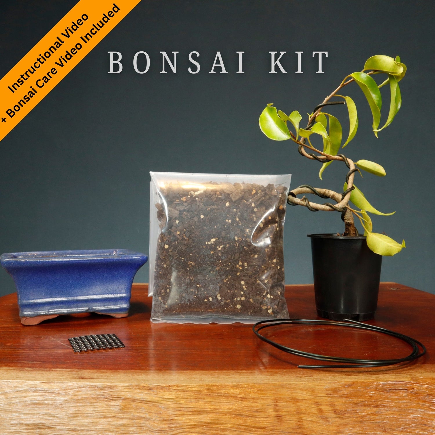 Make Your Own Bonsai Kits