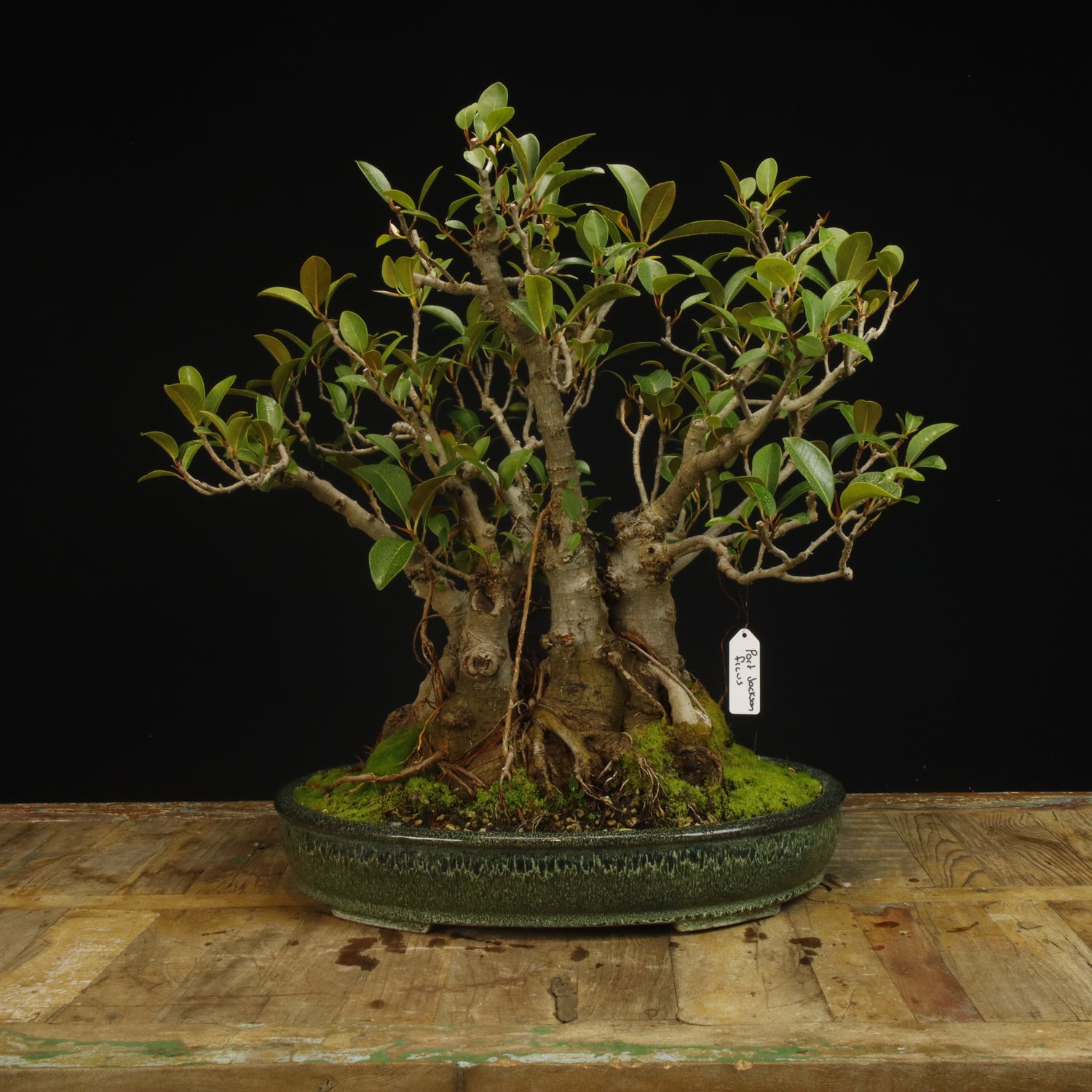 Bonsai Trees