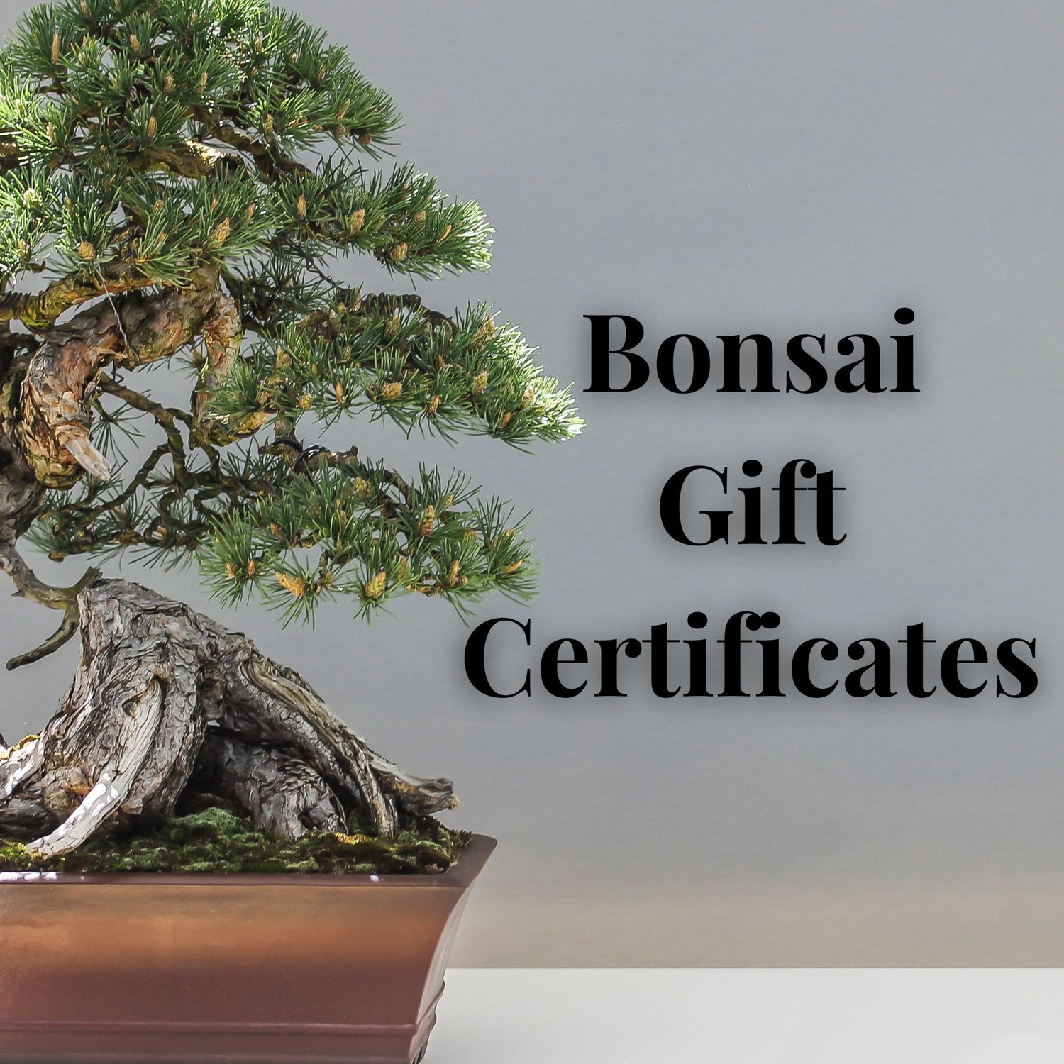 Gift Certificate