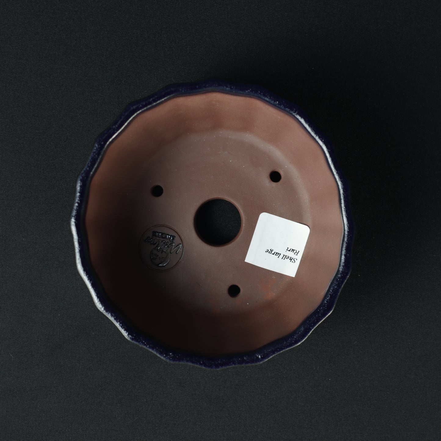 Shell Large Ruri