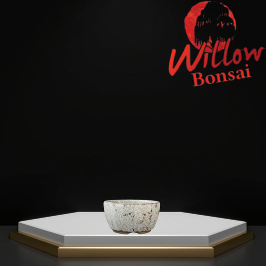 Shell Small White Crackle