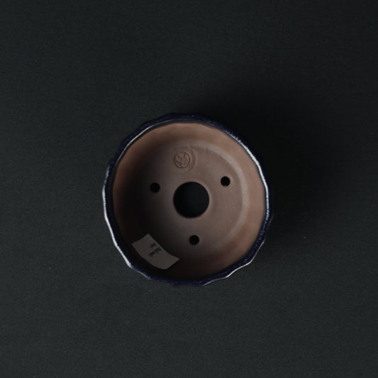 Shell Small Ruri