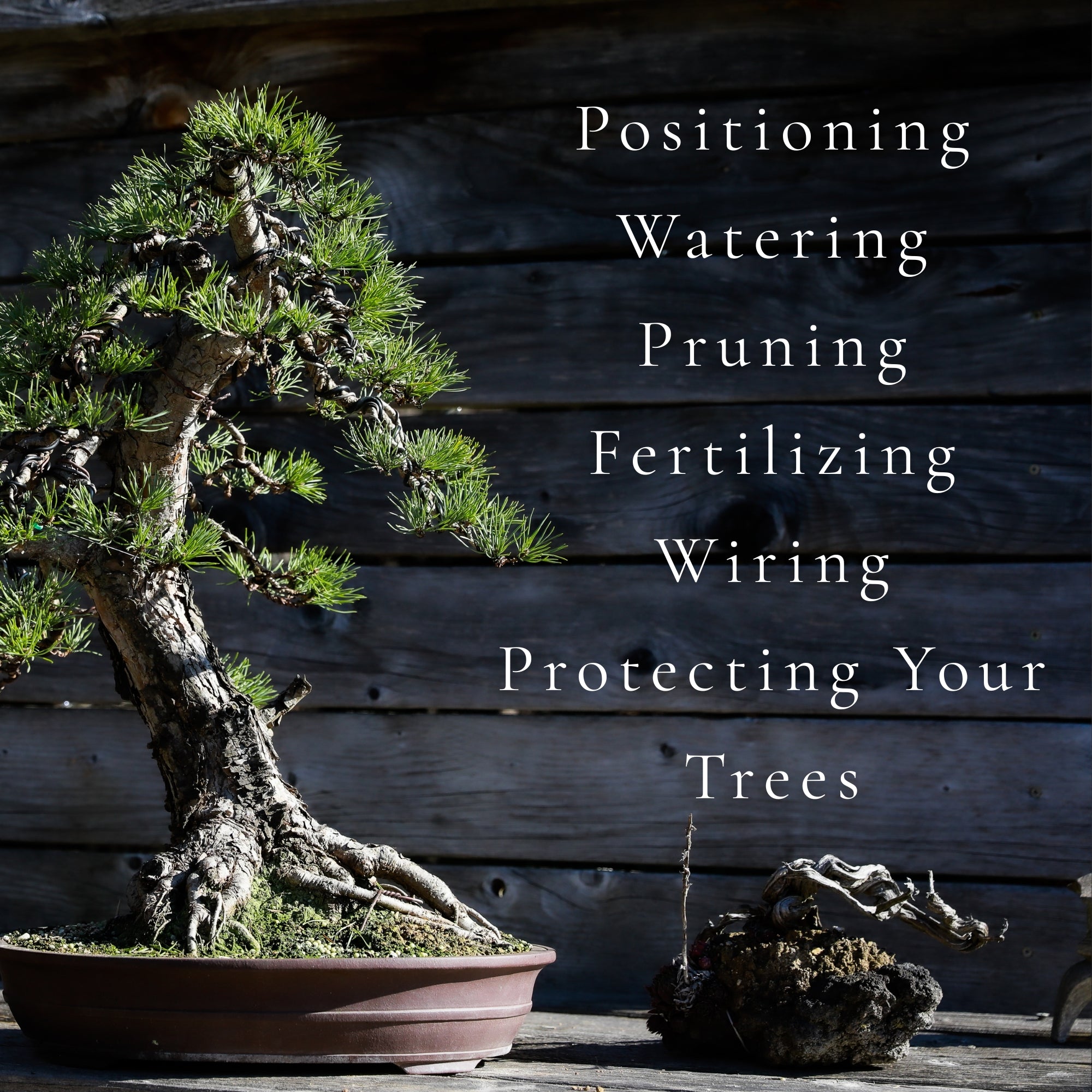 michael tran bonsai Happy Bonsai Choose it, Shape it, Love it by Michael Tran |