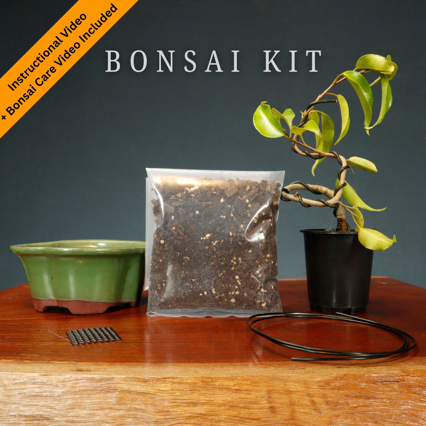 Make Your Own Bonsai Kit ( Ficus Benjamina + lotus pot )