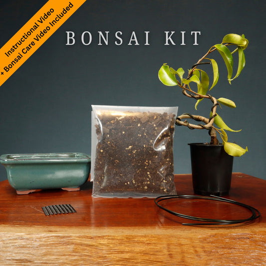 Make Your Own Bonsai Kit ( Ficus Benjamina + Soft Rectangle pot )