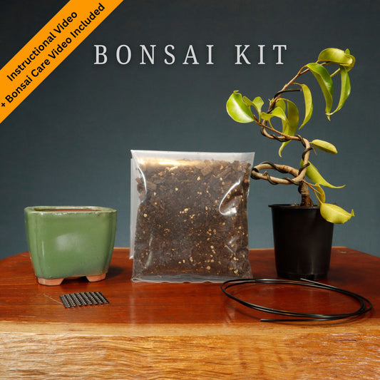 Make Your Own Bonsai Kit ( Ficus Benjamina + Square pot )