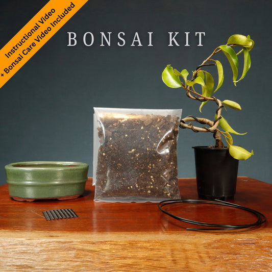 Make Your Own Bonsai Kit ( Ficus Benjamina + Oval pot )