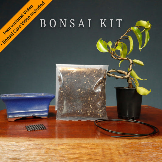 Make Your Own Bonsai Kit ( Ficus Benjamina + Rectangle pot )
