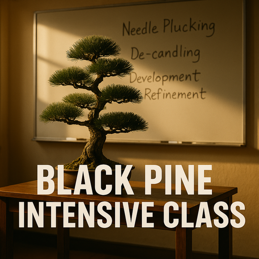 Summer Class 2 - Black Pine Intensive