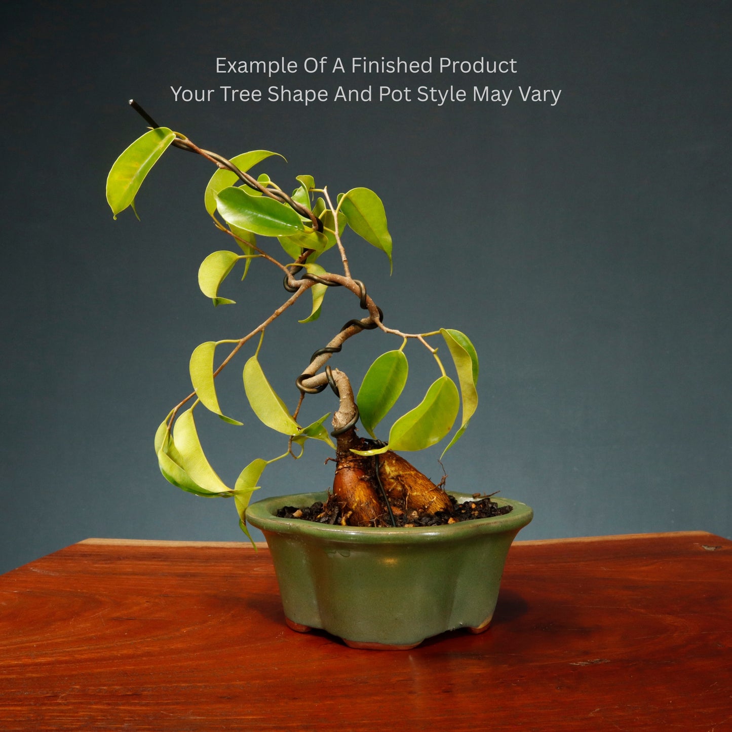 Make Your Own Bonsai Kit ( Ficus Benjamina + Soft Rectangle pot )