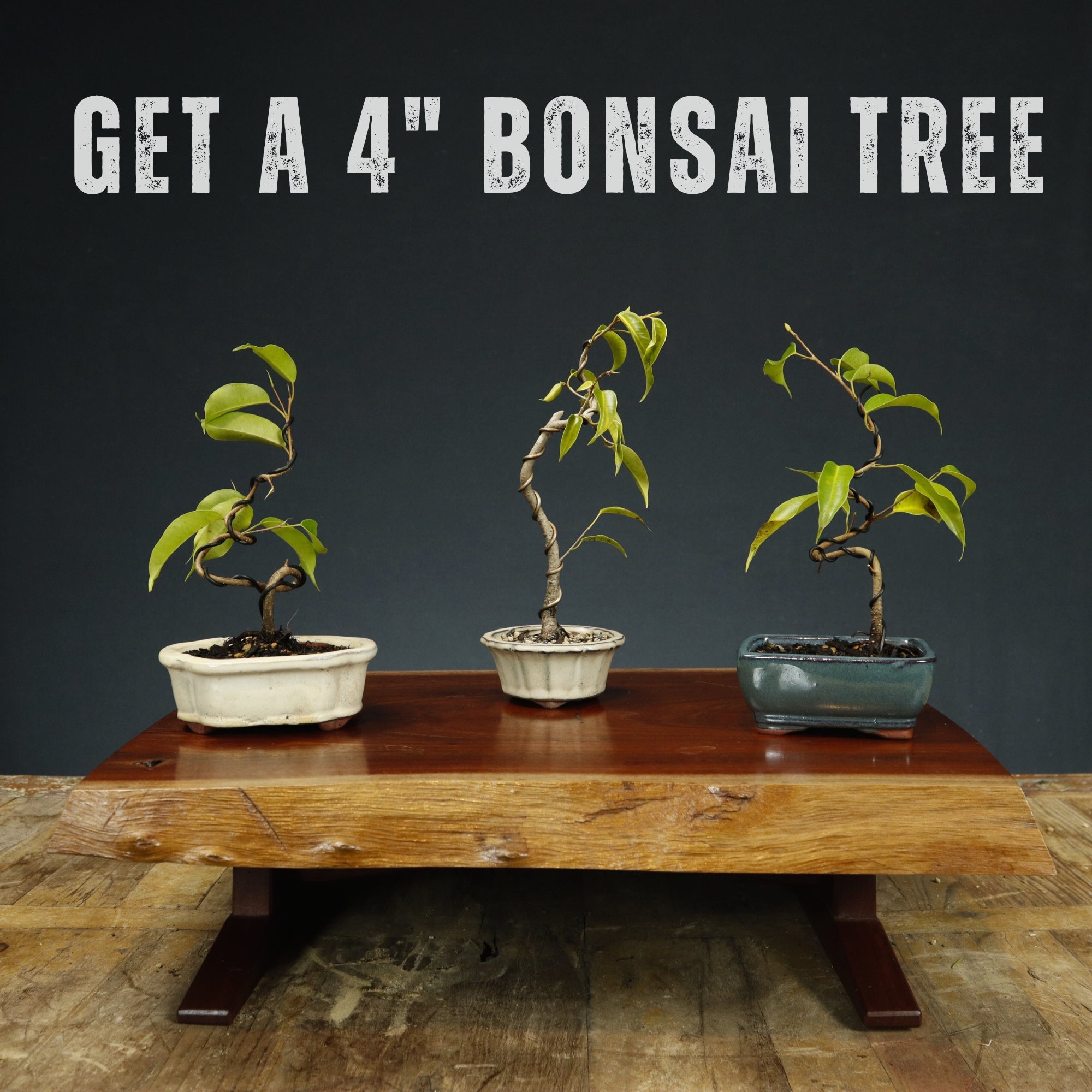 Beginner Bonsai Classes – Bonsai-En