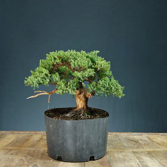 Pre Bonsai Juniper #1 - Pick Up Only
