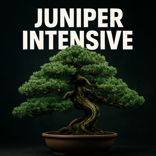 Summer Class 5 - Juniper Intensive