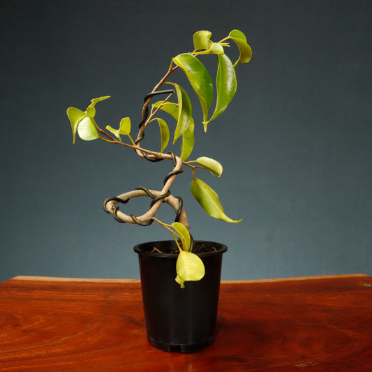 Make Your Own Bonsai Kit ( Ficus Benjamina + Soft Rectangle pot )
