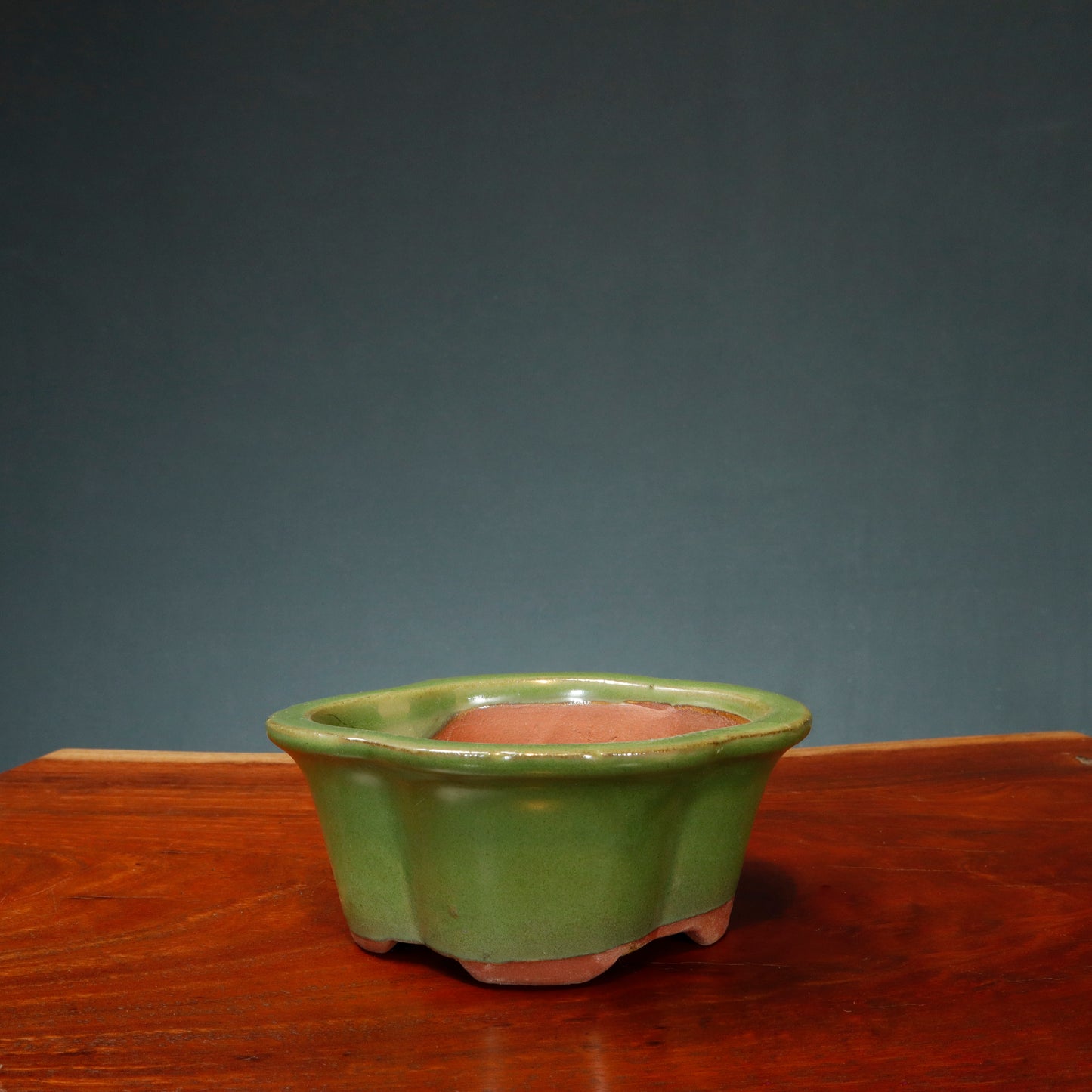 Make Your Own Bonsai Kit ( Ficus Benjamina + lotus pot )