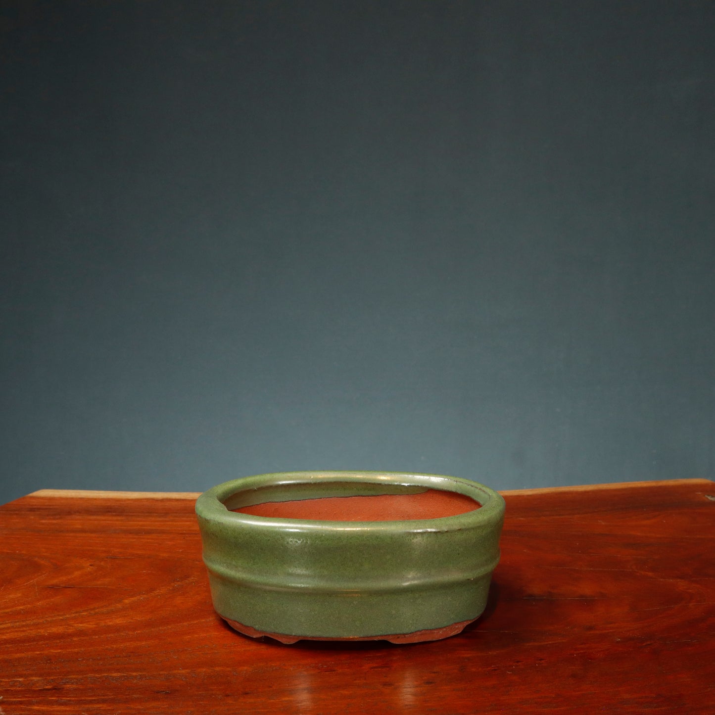 Make Your Own Bonsai Kit ( Ficus Benjamina + Oval pot )