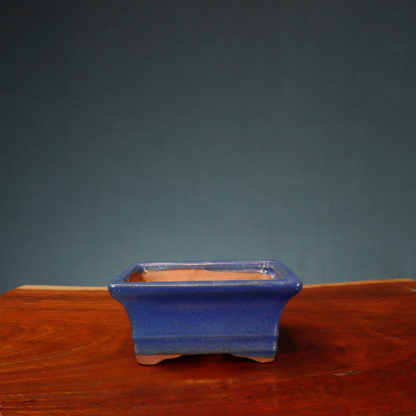 Make Your Own Bonsai Kit ( Ficus Benjamina + Rectangle pot )