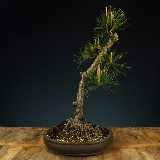 Japanese Black Pine Bonsai - Pick Up Only