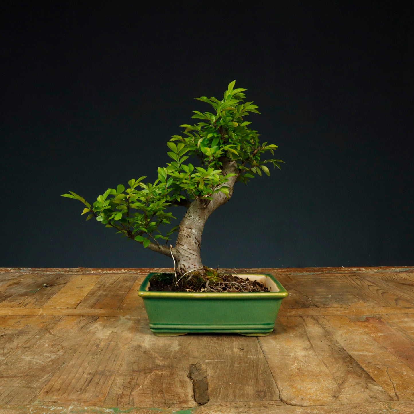 Chinese Elm Shohin - Pick Up Only