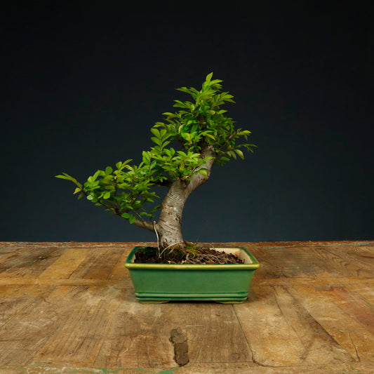 Chinese Elm Shohin - Pick Up Only
