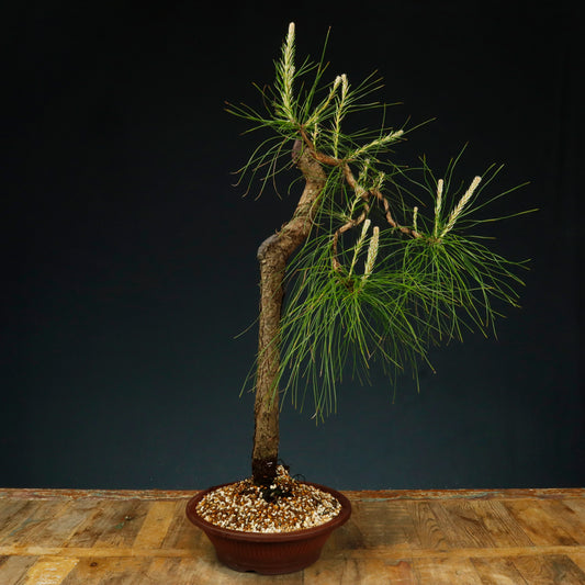Radiata Pine Bonsai - Pick Up Only