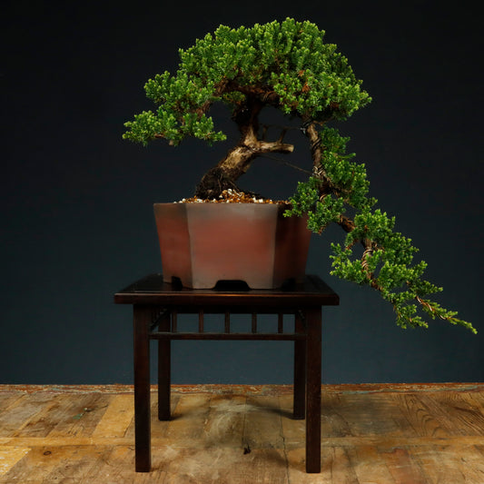 Semi Cascade Juniper #1 - Pick Up Only