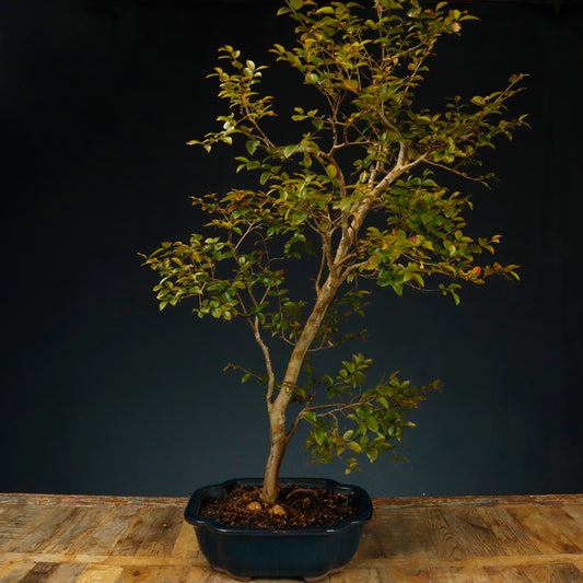 Jaboticaba Bonsai - Pick Up Only
