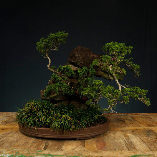 Shimpaku Juniper Rock Planting Bonsai - Pick Up Only