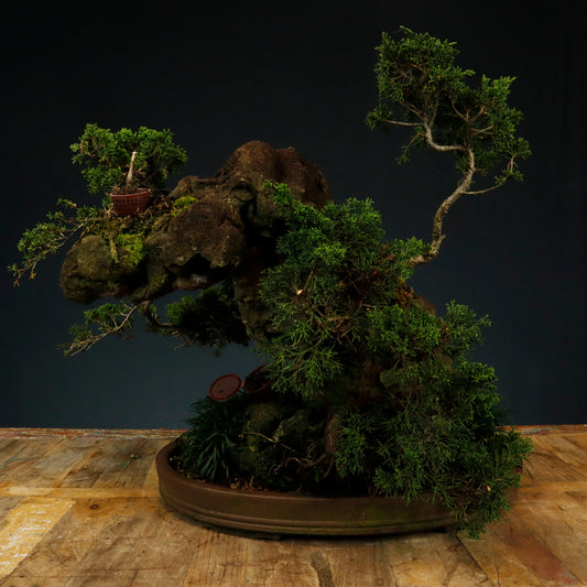 Shimpaku Juniper Rock Planting Bonsai - Pick Up Only