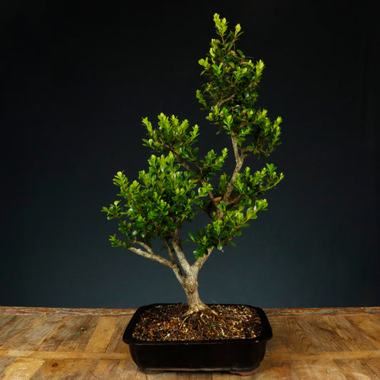 Japanese Buxus Bonsai - Pick Up Only