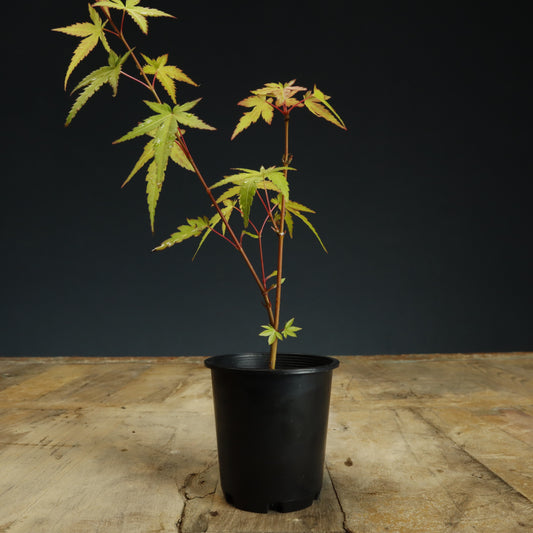 Japanese Maple Bonsai Starter