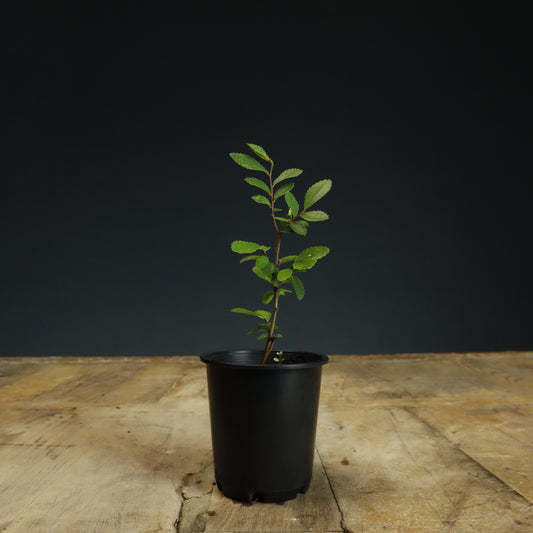 Chinese Elm Bonsai Starter