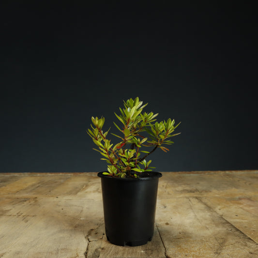 Satsuki Azalea Bonsai Starter