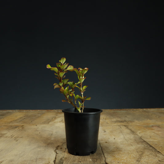 Coprosma Bonsai Starter