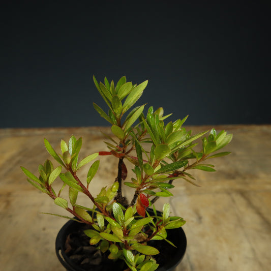 Satsuki Azalea Bonsai Starter