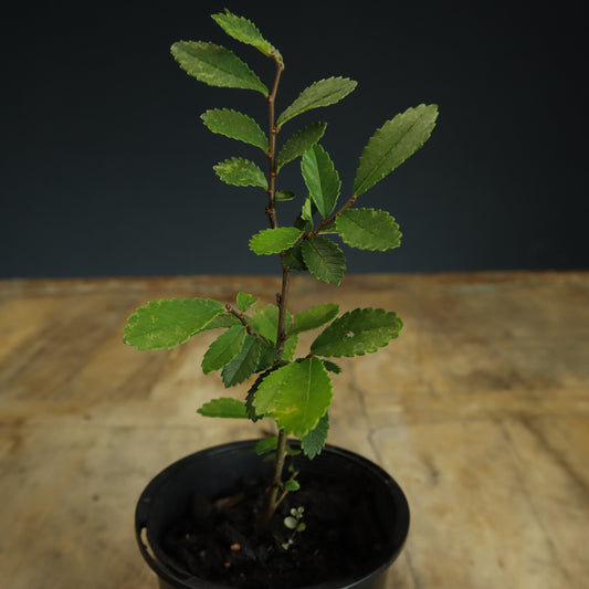 Chinese Elm Bonsai Starter