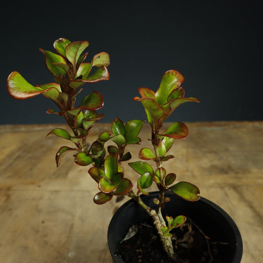 Coprosma Bonsai Starter