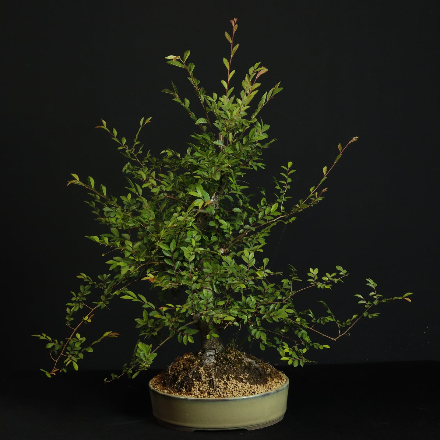 Chinese Elm Bonsai