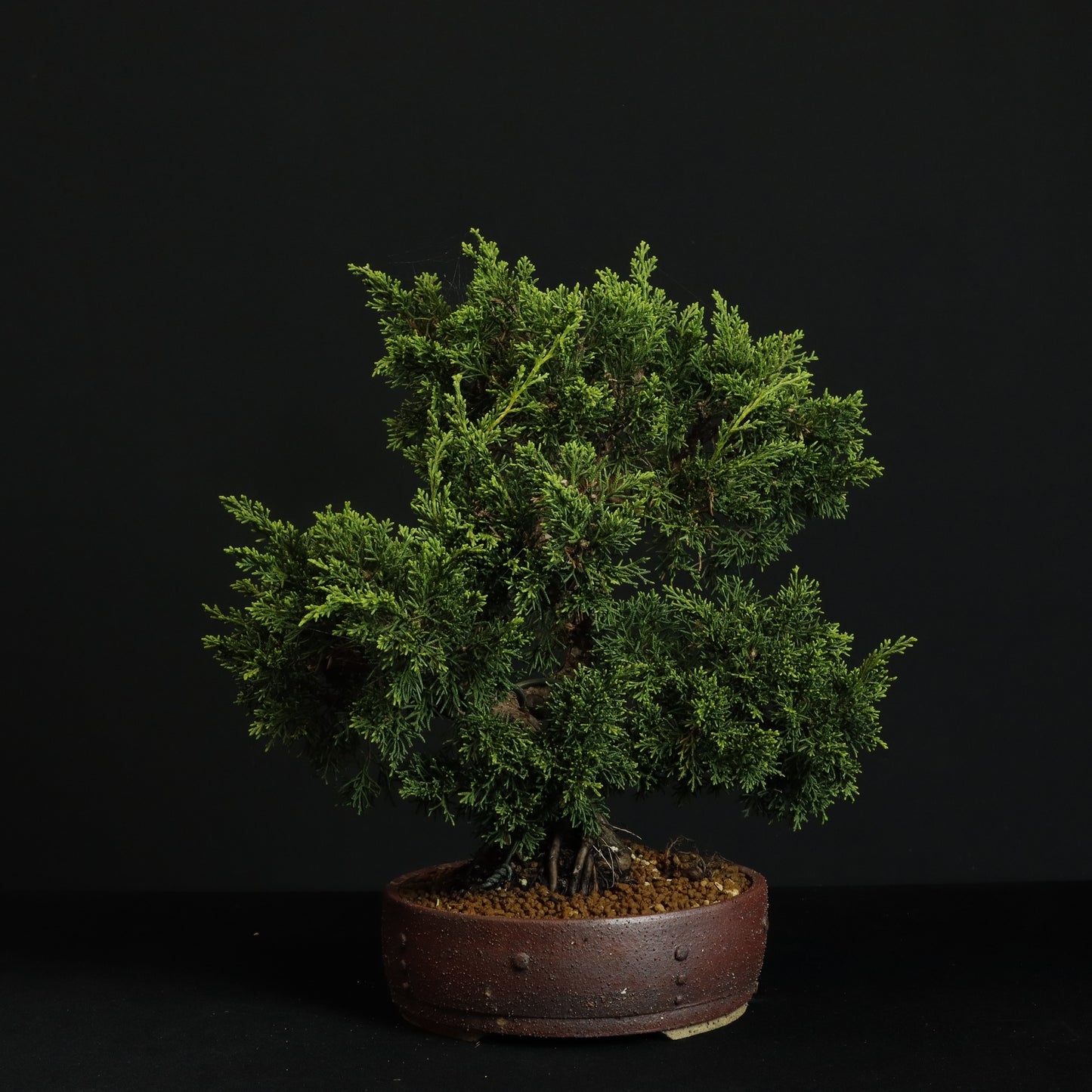 Shimpaku Juniper Bonsai