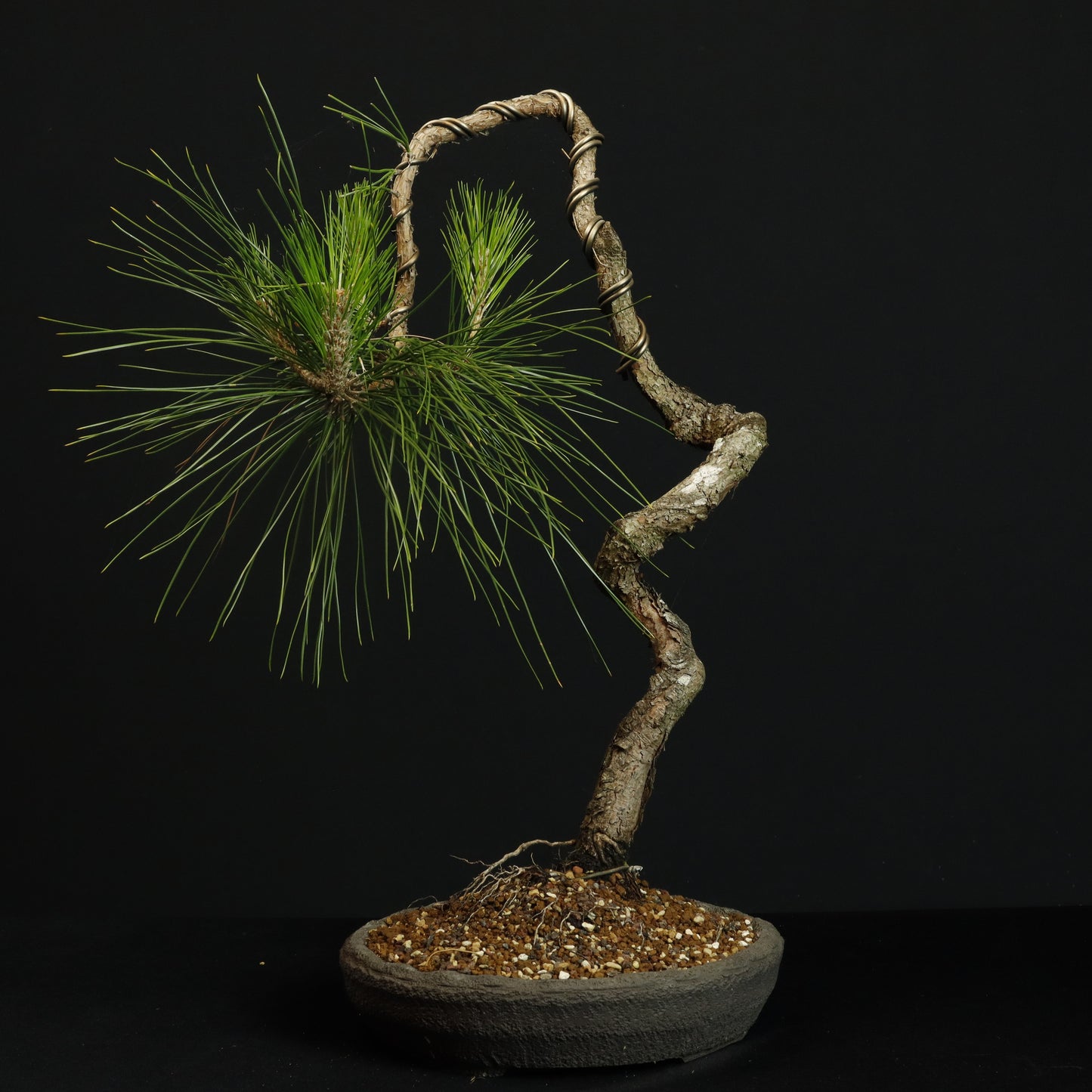 Radiata Pine Bonsai