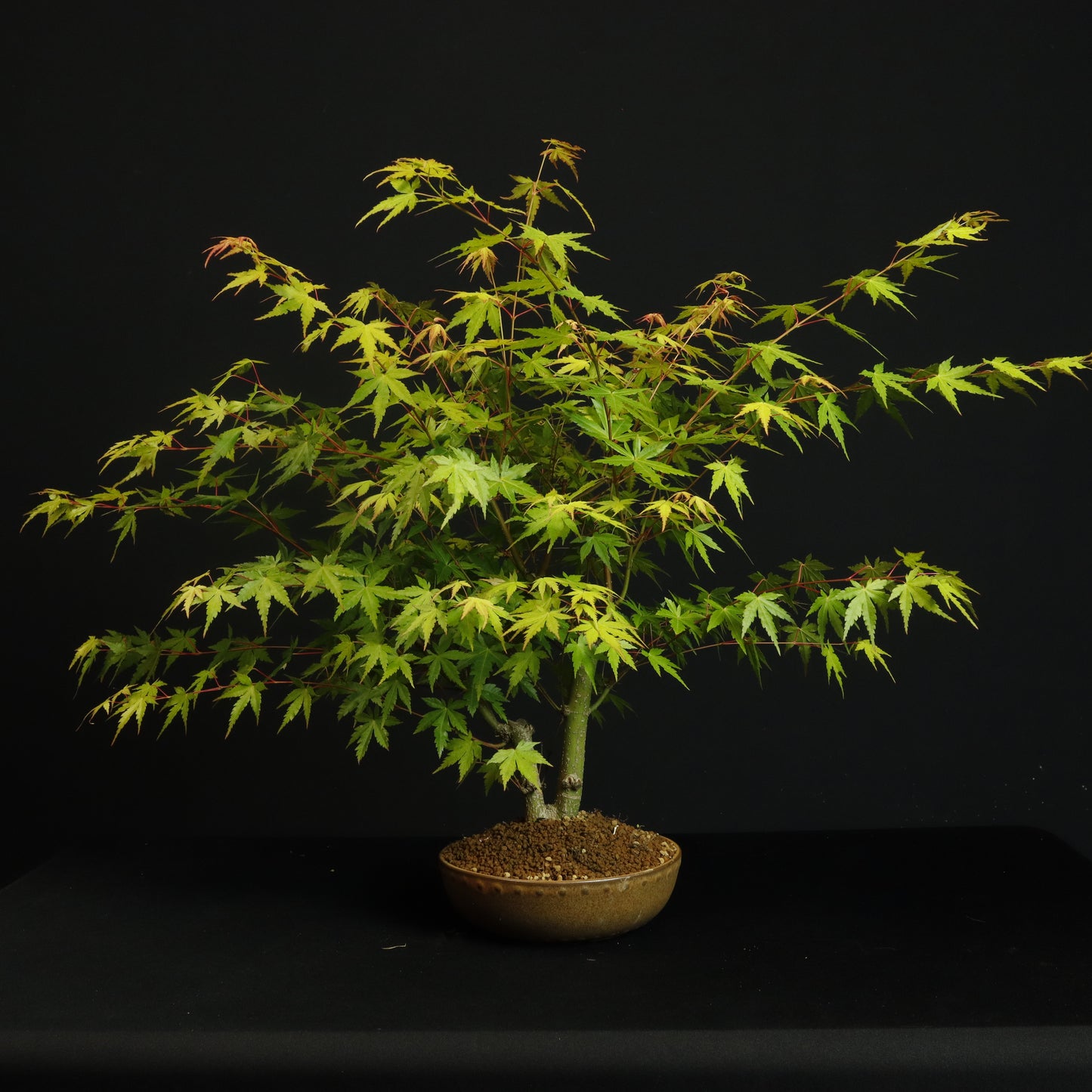 Twin Trunk Japanese Maple