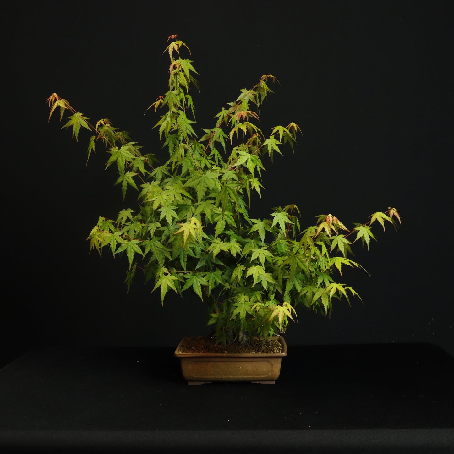 Triple Trunk Japanese Maple