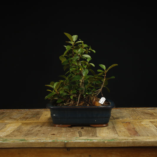 Port Jackson Ficus #18 - Pick Up Only